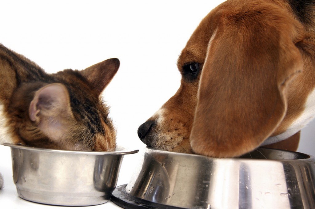 Dog-cat-Organic-pet-food